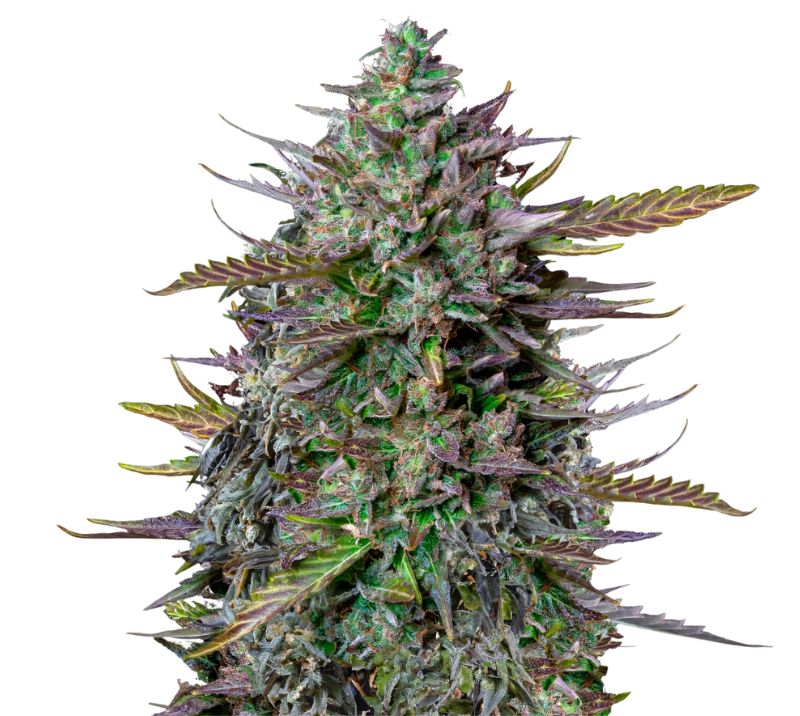 Goatlato Cannabis Seeds