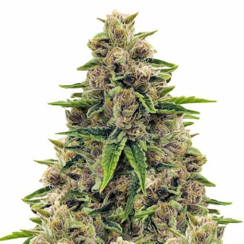 Godfather OG Cannabis Seeds