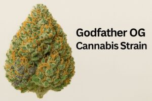 Godfather OG cannabis strain grow guide
