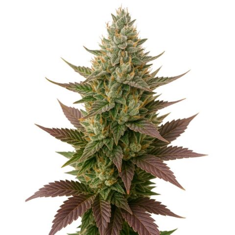 Close-up of a God’s Green Crack cannabis bud with frosty trichomes, dense flowers, and purple-green leaves.