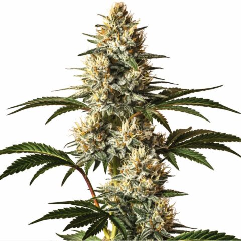 Gods Treat Cannabis Seeds