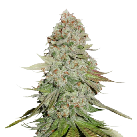 Godzilla Glue Cannabis Seeds