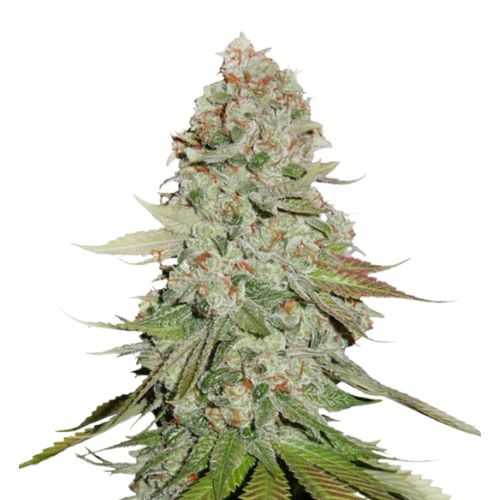 Godzilla Glue Cannabis Seeds