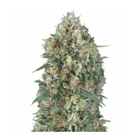Goji OG Haze Cannabis Seeds