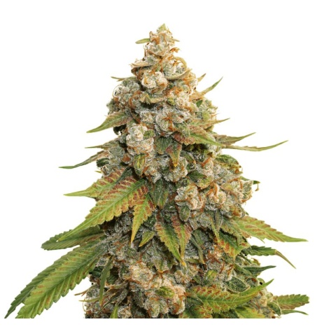 Golden Gate Haze Cannabis Seeds