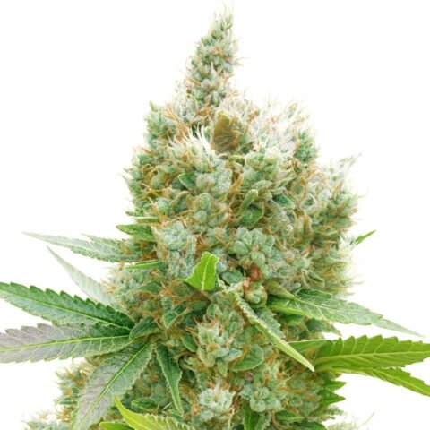 Golden Goat Cannabis Seeds