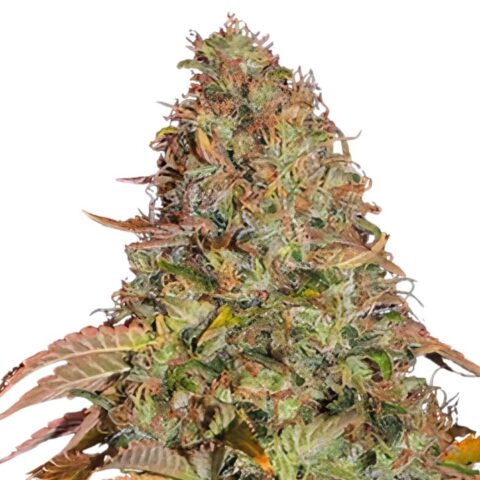 Golden Nugget Cannabis Seeds