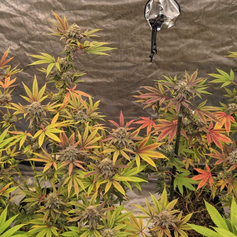 Goon Berries Grow Room