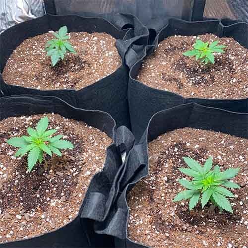 Gorilla Grow Tent 2x2 5 Cannabis