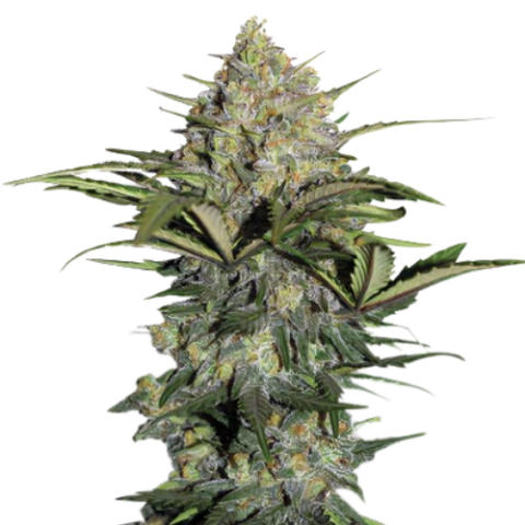 Gorilla Glue Cannabis Seeds