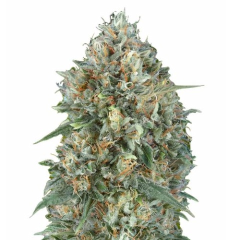 Grape Ape Cannabis Seeds