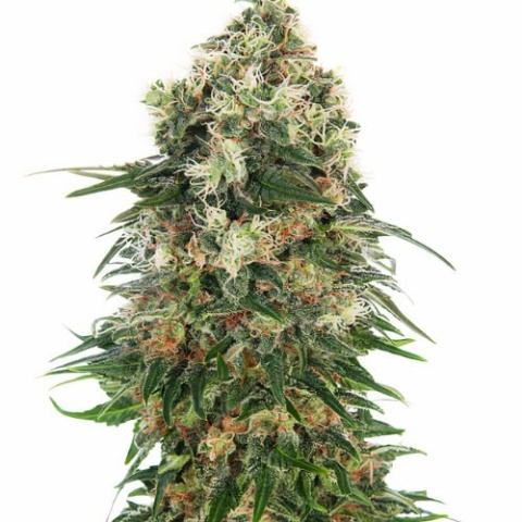 Grape Drink Cannabis Seeds