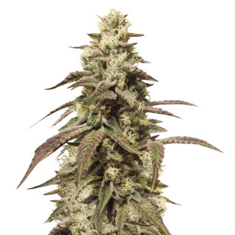 Grape Soda Cannabis Seeds