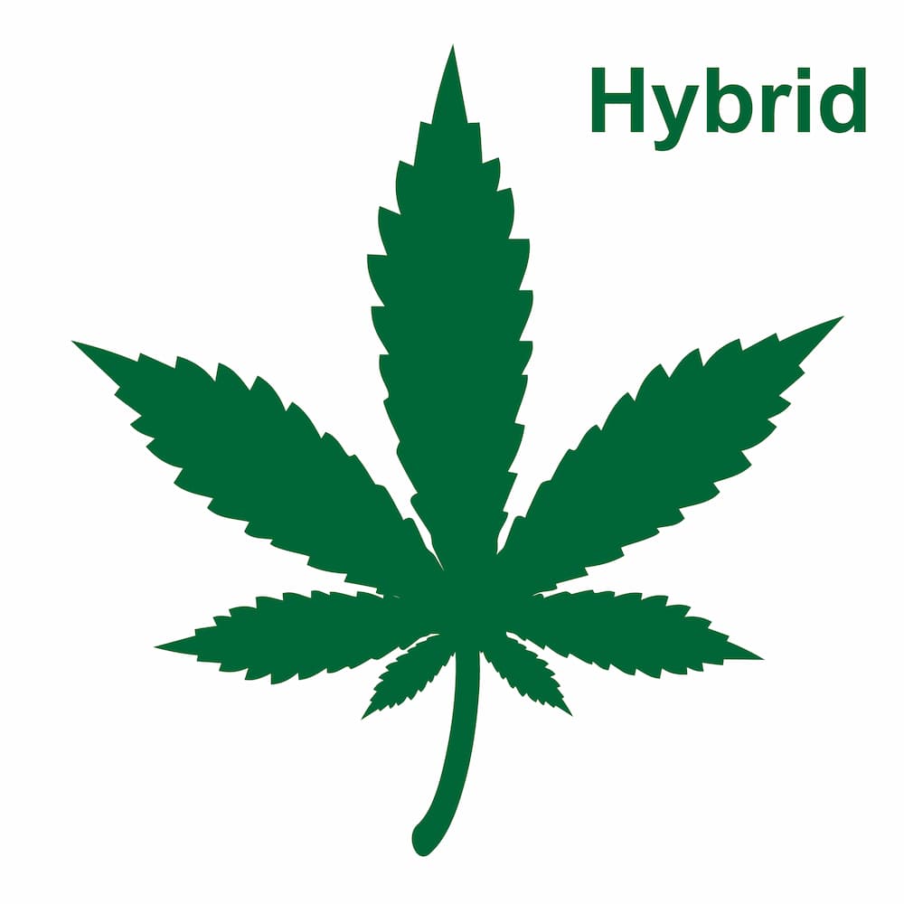 GreenSativaTopTenHybridStrainsGreenSativa