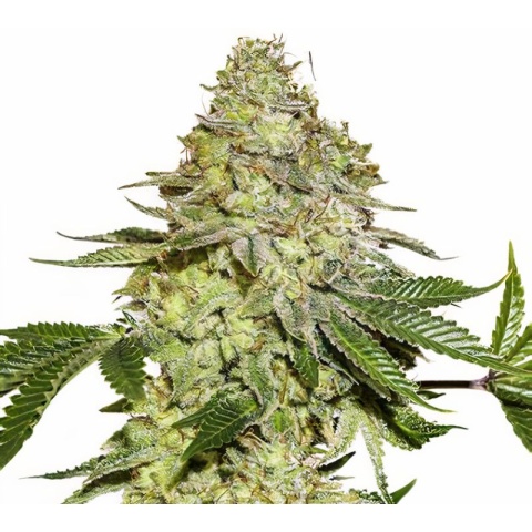 green candy cannabis seeds