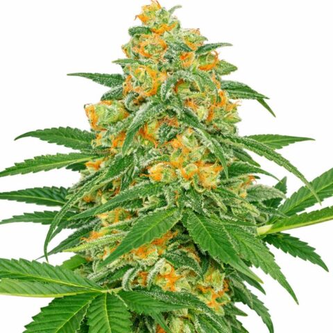 Green Crack Cannabis Seeds