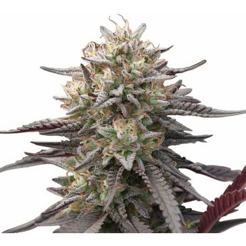Green Crack Punch Cannabis Seeds