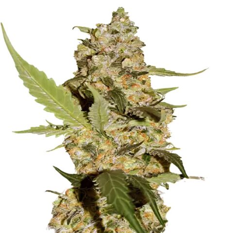 Green Dream Cannabis Seeds