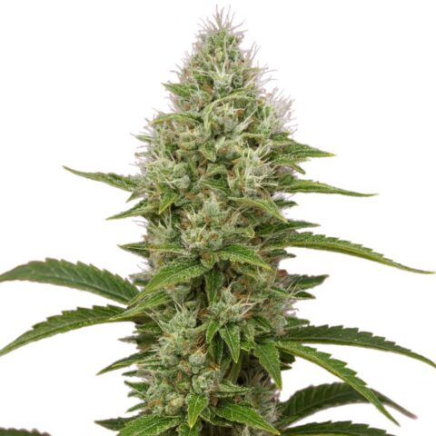 Close-up of a Green Goddess cannabis bud with frosty trichomes, dense green flowers, and orange pistils.