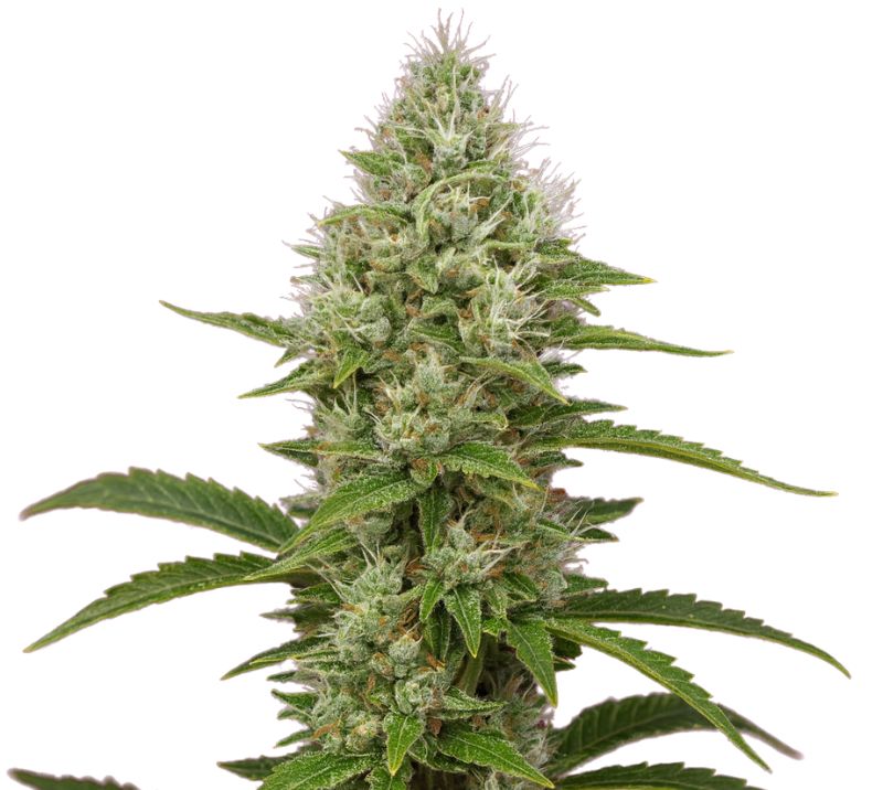 Close-up of a Green Goddess cannabis bud with frosty trichomes, dense green flowers, and orange pistils.