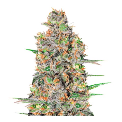Green Love Potion Cannabis Seeds