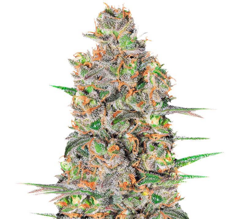 Green Love Potion Cannabis Seeds