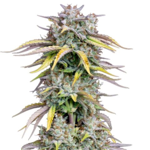 Grilled Cheese Cannabis Seeds