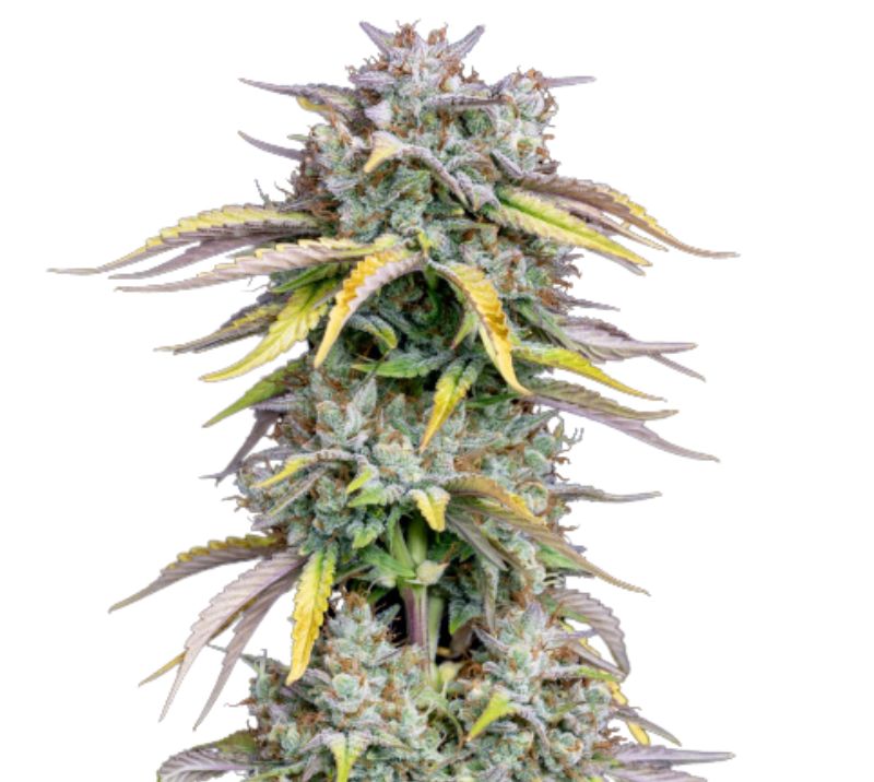 Grilled Cheese Cannabis Seeds