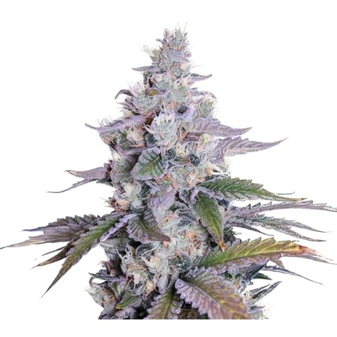 Grimace Cannabis Seeds