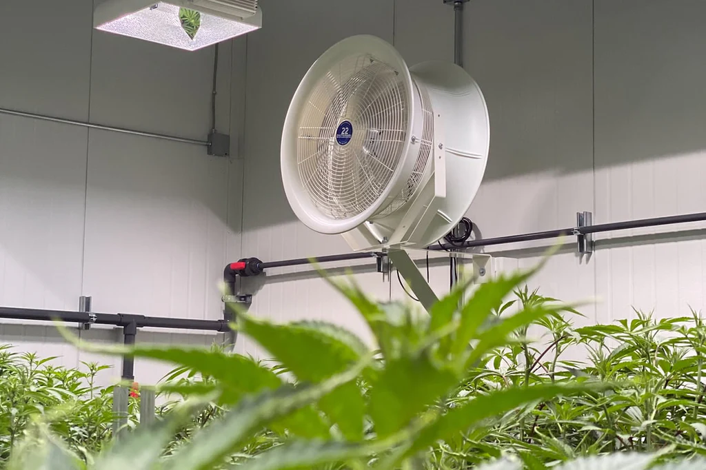Importance of Air Circulation in Medical Cannabis Cultivation
