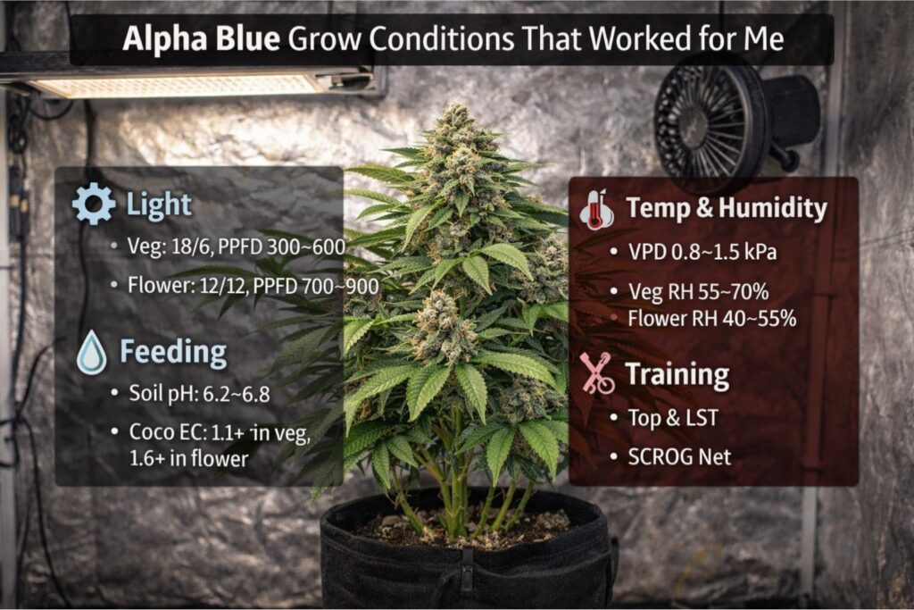 indoor LED canopy strategy