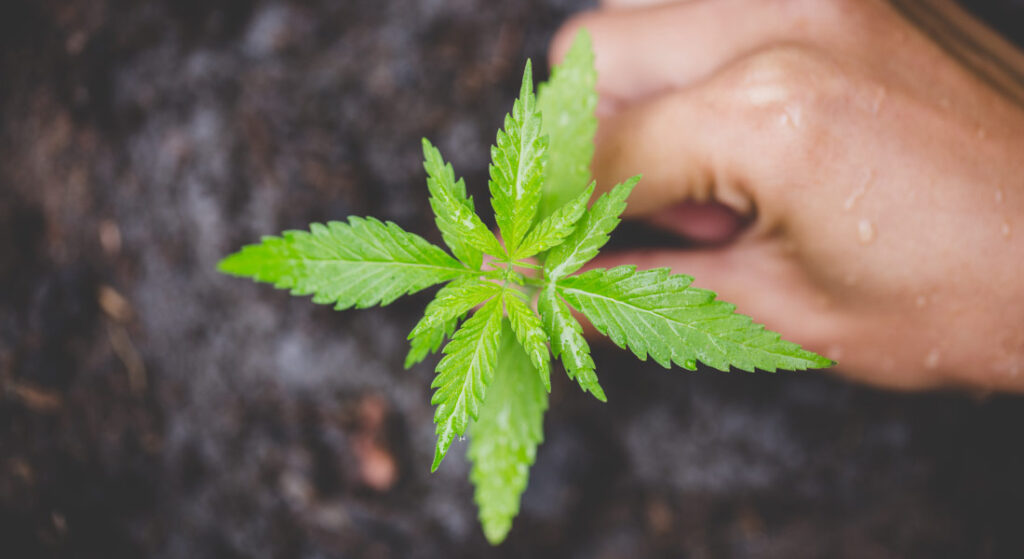 Growing Conditions for Citrus Spice CBD