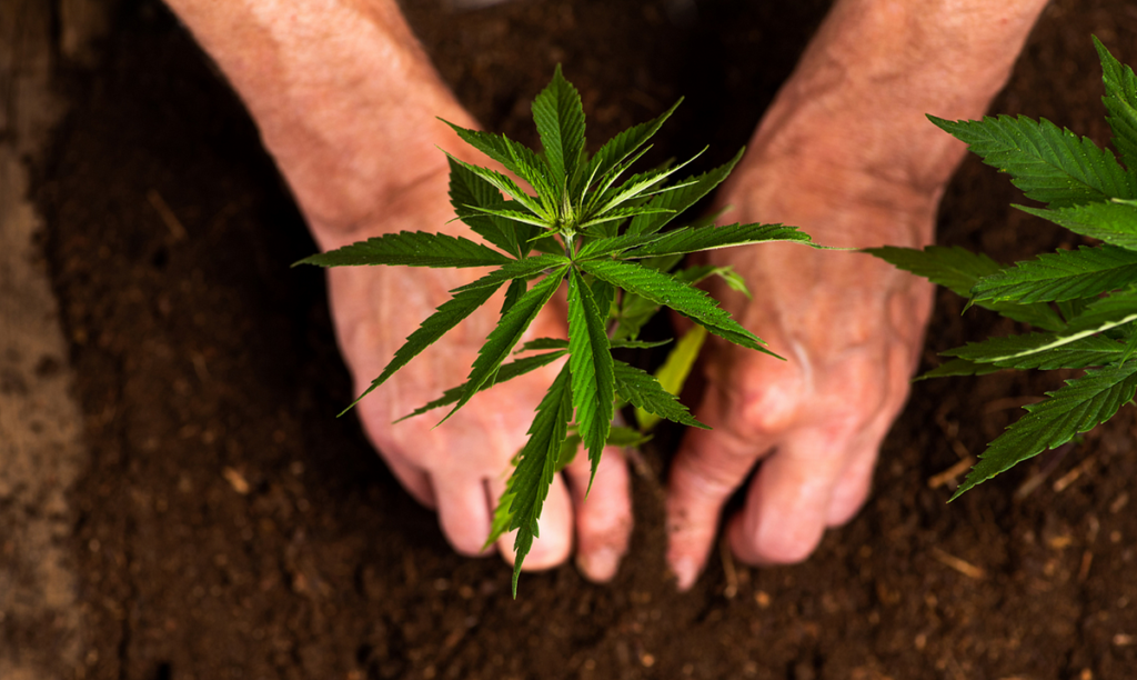 Growing Conditions for Lavender Dream