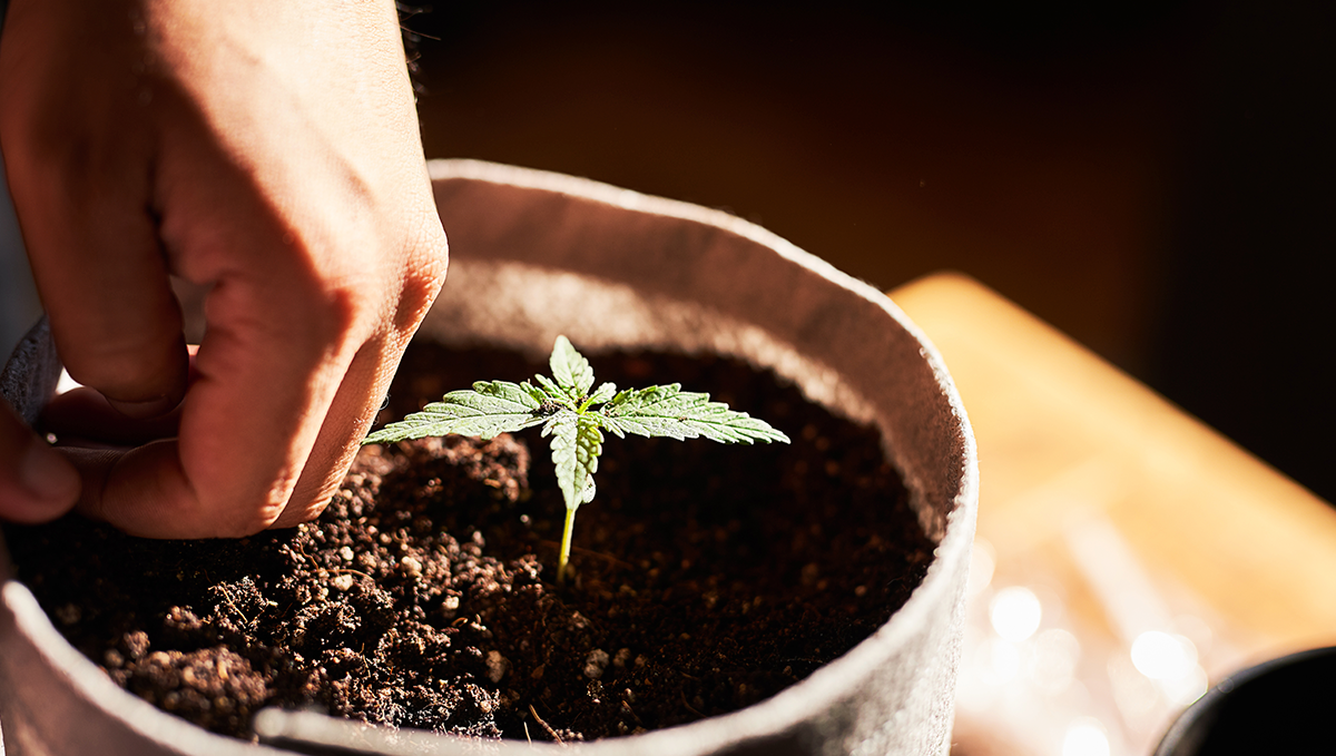 Growing Conditions for Mandarin Haze 1