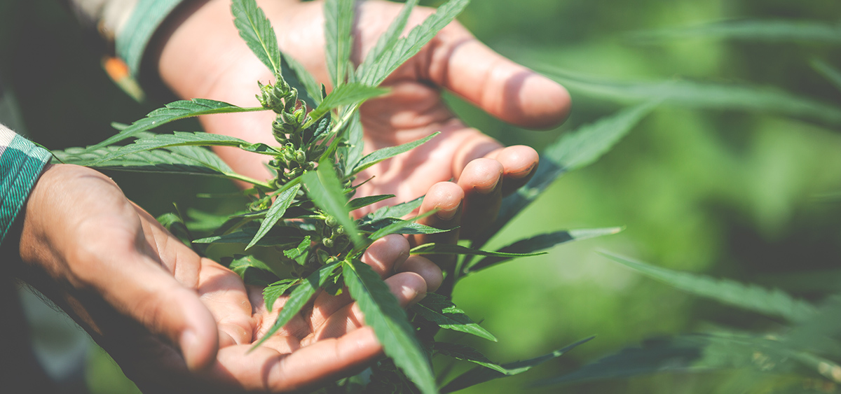 Growing Conditions for Panama Red CBD 1