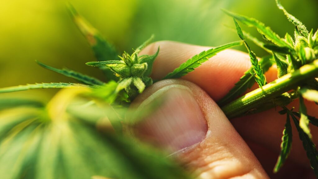 Growing Conditions for Relief XL