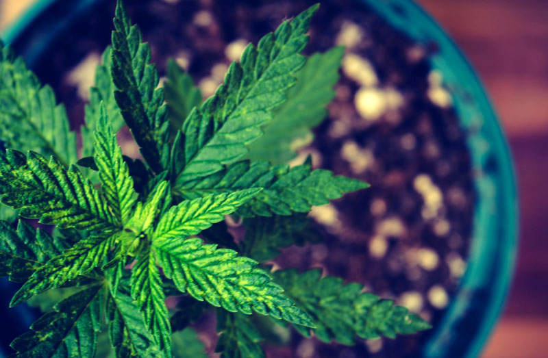 Growing Conditions for Shaman