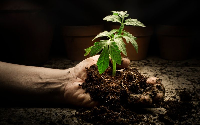 Growing Conditions for Summer Breeze