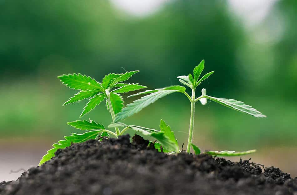 Growing Conditions for Sweet CBD