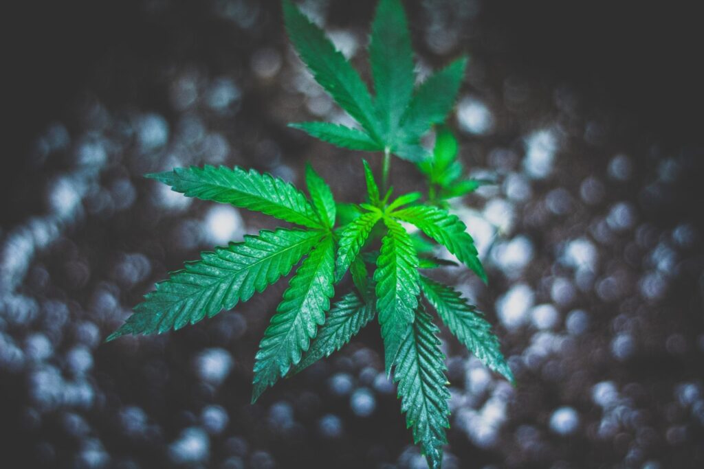 Growing Conditions for Sweet Pure CBD