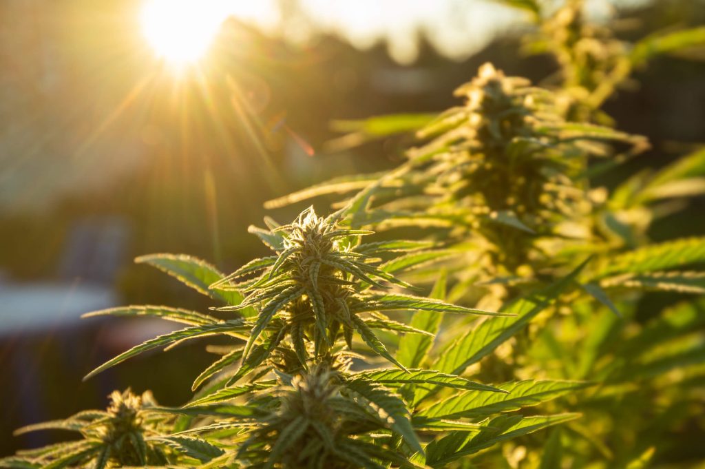 Growing Conditions for Warlock Strain 1