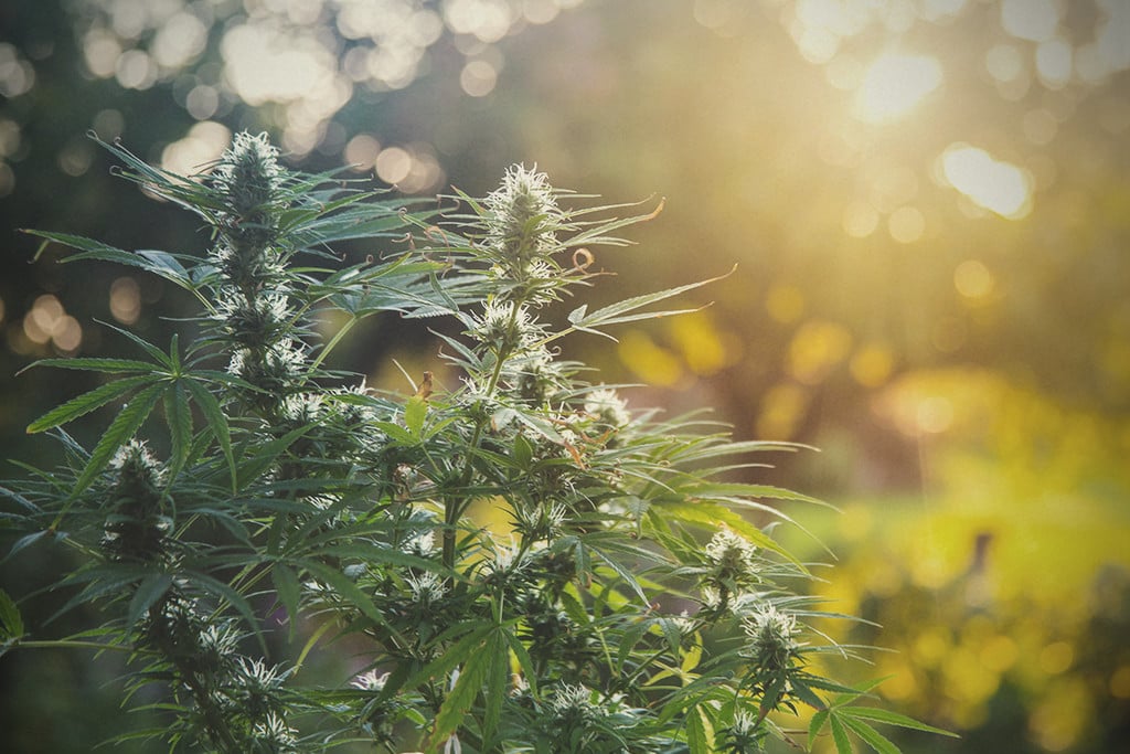 Growing Conditions of Charlottes Web