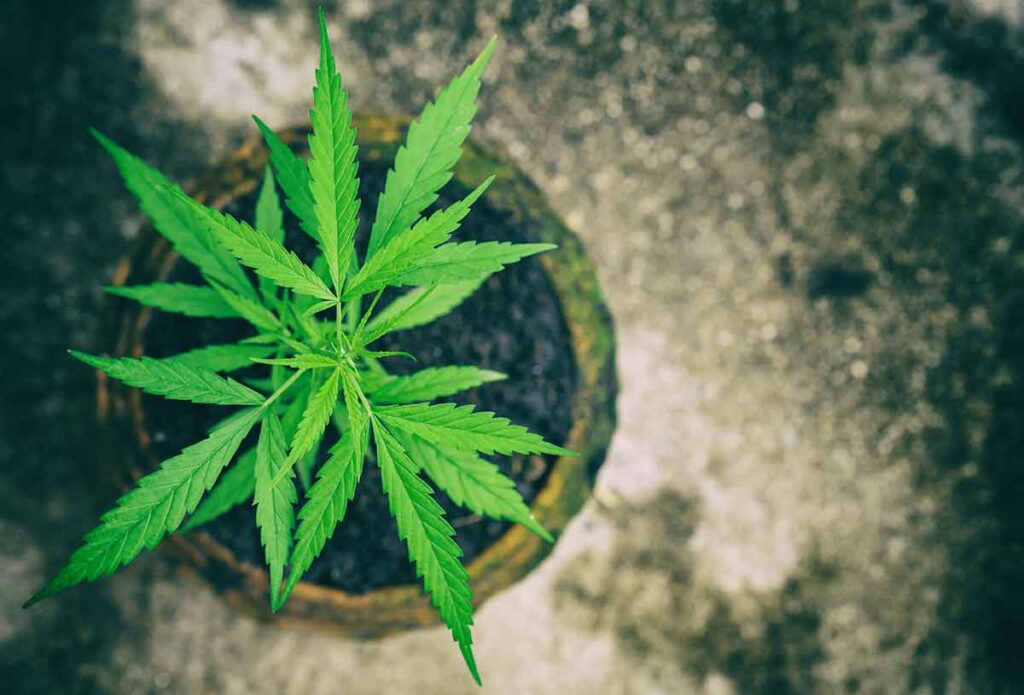 Growing Conditions of Quantum Kush