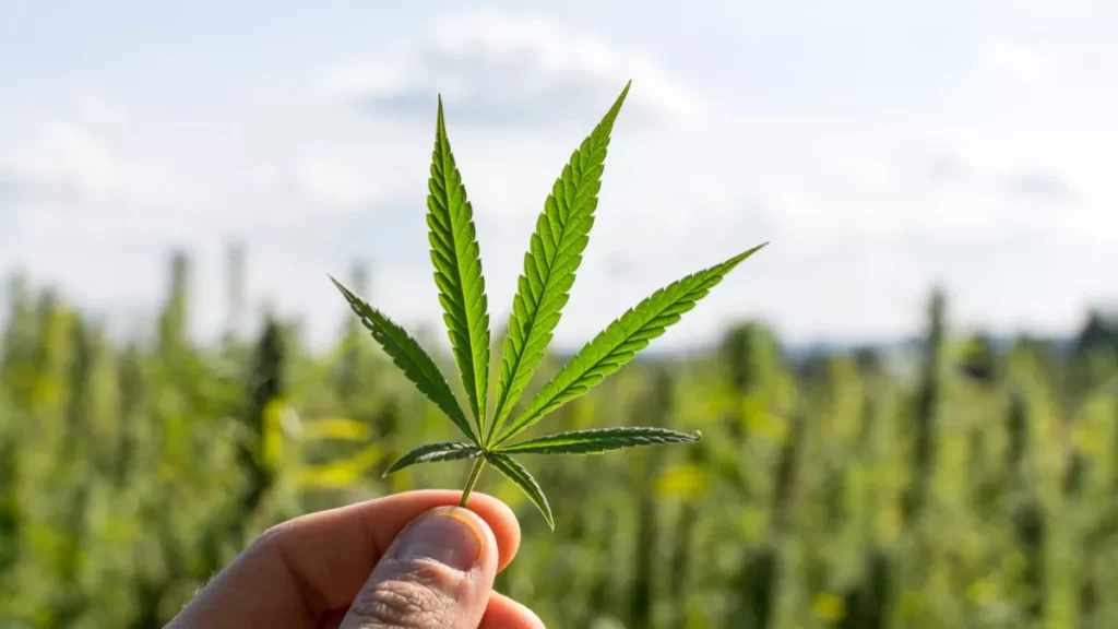 Growing Conditions of White Walker CBD