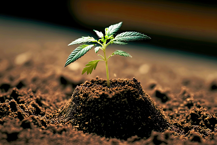 Growing Methods for Warm Climate Conditions