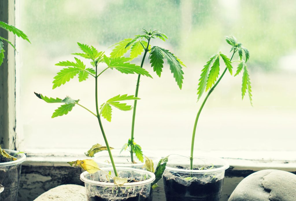 Growing cannabis indoors without artificial light