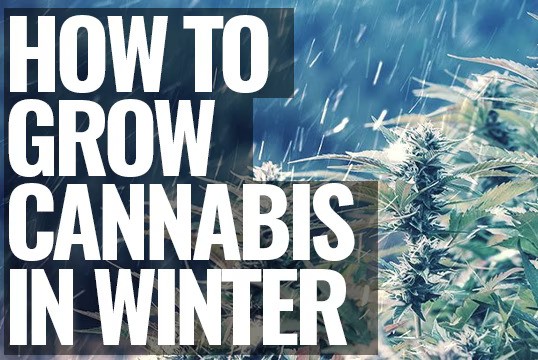 growing cannabis in cold climates