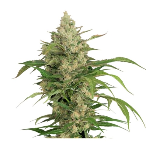 Hammerhead Cannabis Seeds