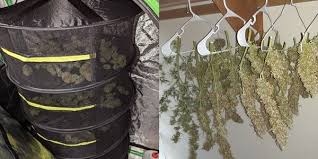 best way to dry cannabis