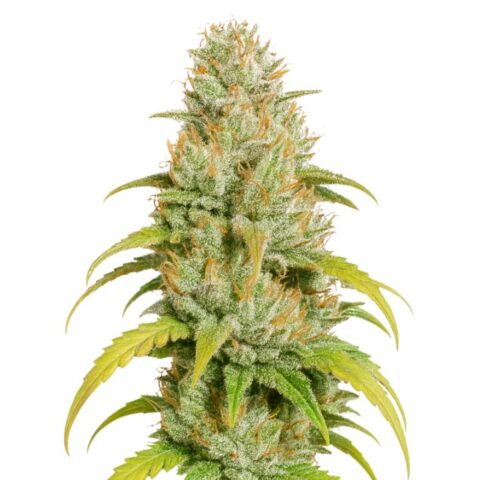 Close-up of a Harlequin CBD cannabis plant featuring trichome-covered buds, bright orange hairs, and serrated green leaves with yellowing tips.